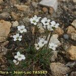 Saxifraga androsacea Celota