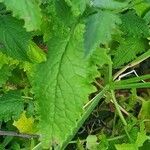 Senecio deltoideus Hoja