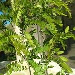 Gleditsia aquaticaLeaf