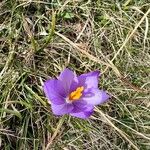 Crocus nudiflorusപുഷ്പം