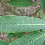 Rhododendron coriaceum Levél