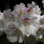 Rhododendron morii Çiçek