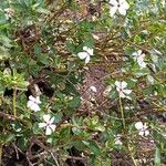 Catharanthus coriaceusBleunienn