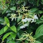 Trachelospermum jasminoidesبرگ