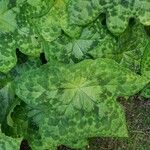 Podophyllum difforme Folha