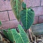 Philodendron melanochrysum Costuma