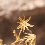 Senecio potosianus Frukt