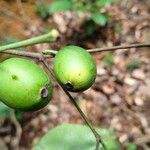 Garcinia epunctata Φρούτο