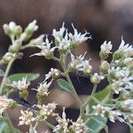 Gymnanthemum amygdalinum Blüte