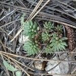 Sedum lanceolatum List