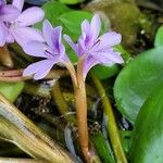 Pontederia diversifolia Fleur