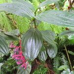 Medinilla speciosa 葉