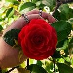 Camellia sasanquaFlower