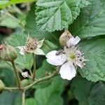 Rubus caesius Blüte