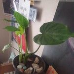 Alocasia cucullataLeaf