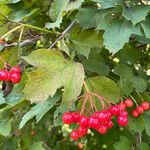 Viburnum opulusFrugt