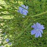 Cichorium endivia Flower