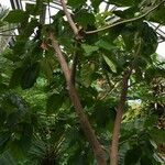 Cordia subcordata Bark