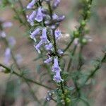 Anarrhinum bellidifolium Květ