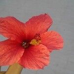 Hibiscus rosa-sinensisFlower