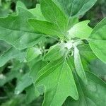 Chenopodium album Blad