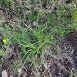 Carex pallescens Vekstform