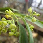 Polystachya fusiformis Flower