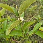 Psidium guajava花