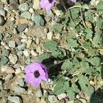 Erodium guttatum Blüte