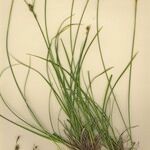 Carex umbrosa आदत