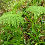 Dryopteris aemula Folio