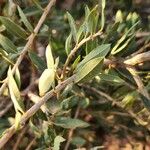 Boscia integrifolia Лист