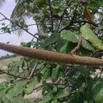 Strophanthus hispidus Gyümölcs