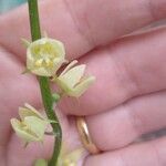 Sechium edule Flower