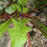 Taraxacum clemens Deilen