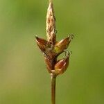 Carex obtusata Fruto