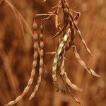 Vachellia hockii Fruit