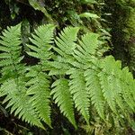 Dryopteris pentheri Habitus