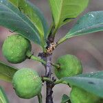 Ficus cyathistipula Frucht