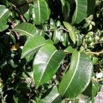 Cryptostegia madagascariensis Leaf