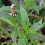 Persicaria decipiens 花