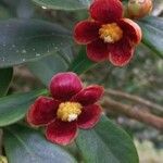 Clusia panapanari Flower