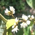 Dalbergia ecastaphyllum Flower