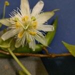 Passiflora subpeltata Blüte