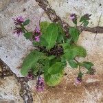 Valeriana graciliflora List