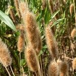 Polypogon monspeliensis Bloem