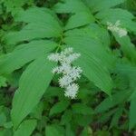 Maianthemum racemosum Květ