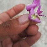 Lonchocarpus punctatus Flower