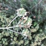 Teucrium dunense Blüte