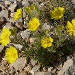 Potentilla hirta Habit
